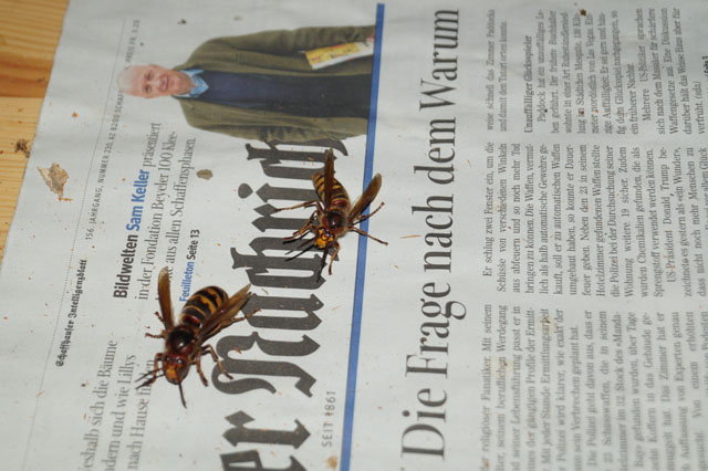 Hornissenkönigin und Drohn im Kampf