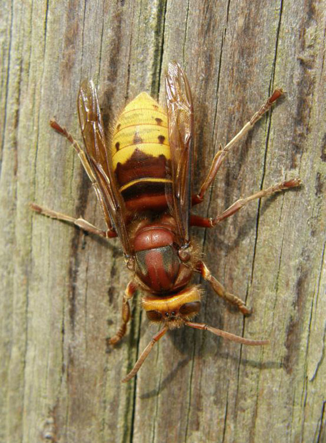 hornissenarbeiterin von vespa crabro vexator; Hornissenarbeiterin von Vespa crabro vexator;