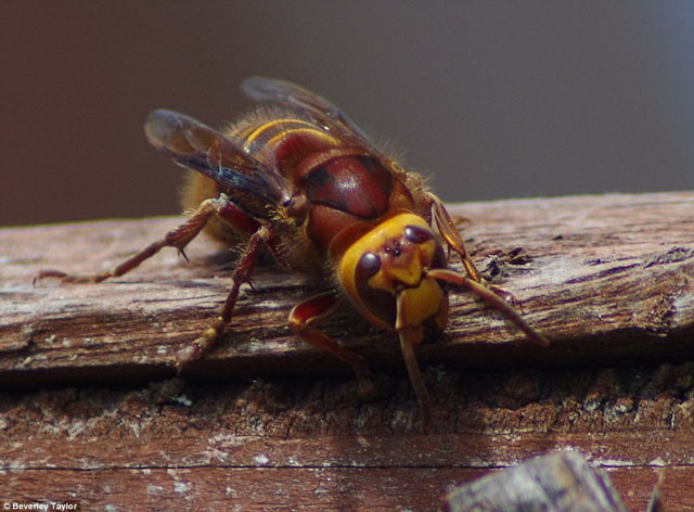 hornissenarbeiterin von vespa crabro vexator; Hornissenarbeiterin von Vespa crabro vexator;