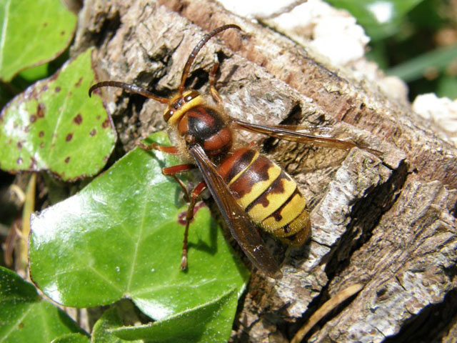 hornissendrohn von vespa crabro vexator; Hornissendrohn von Vespa crabro vexator;