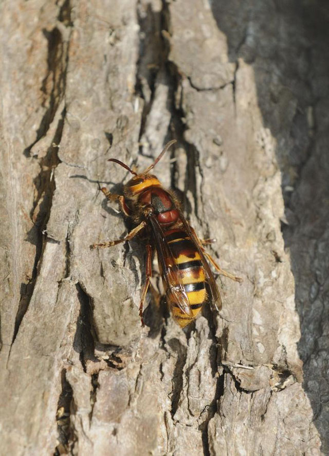 hornissenkönigin von vespa crabro vexator; Hornissenkönigin von Vespa crabro vexator;