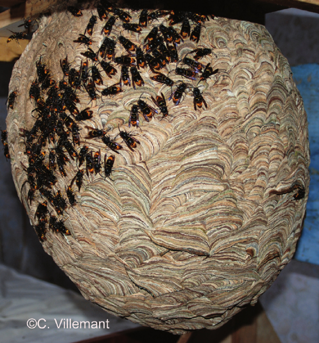 Nest der Asiatischen Hornisse in offener Scheune