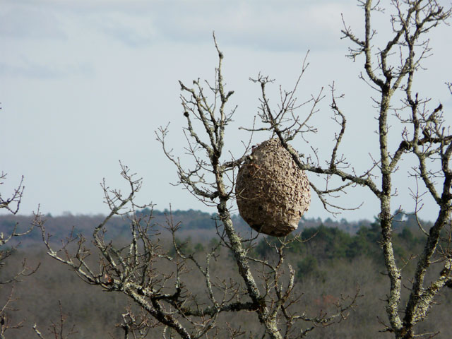 Endstadium eines Nestes der Asiatischen Hornisse, Frankreich