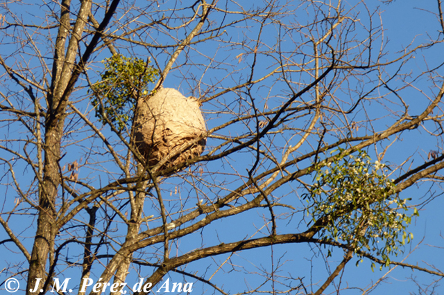 Nest der Asiatischen Hornisse in Baumkrone