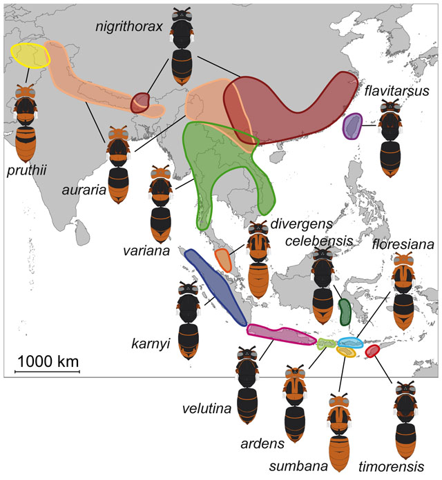 https://www.researchgate.net/figure/Known-distribution-of-the-different-colour-morphs-of-Vespa-velutina-across-south-east_fig18_261749984 Link zur Originalbildseite