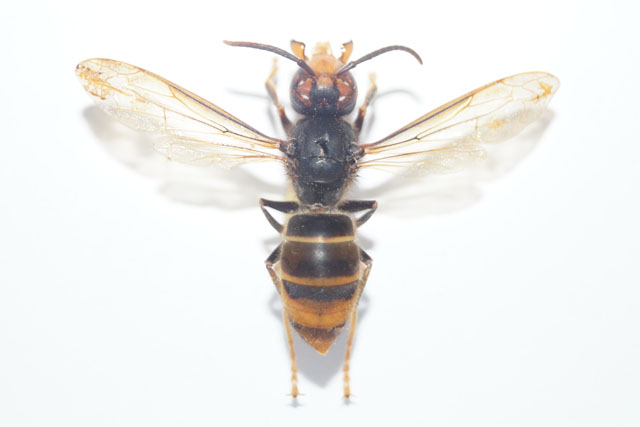 königin der asiatischen hornisse Königin der Asiatischen Hornisse