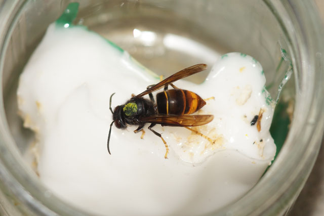 Arbeiterin von Vespa velutina nth. leckt an bienenfutterteig