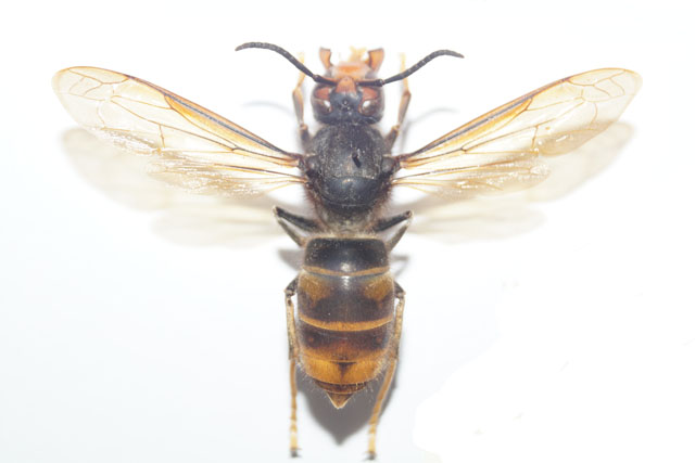 königin der asiatischen hornisse Königin der Asiatischen Hornisse