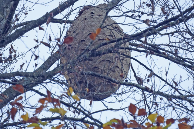 Endstadium eines Nestes der Schwarzen Hornisse, Langwiesen ZH, Schweiz