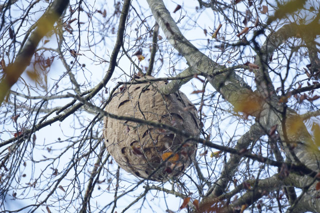 Endnest der Dunkelbrüstigen Asiatischen Hornisse, Langwiesen (ZH), Schweiz