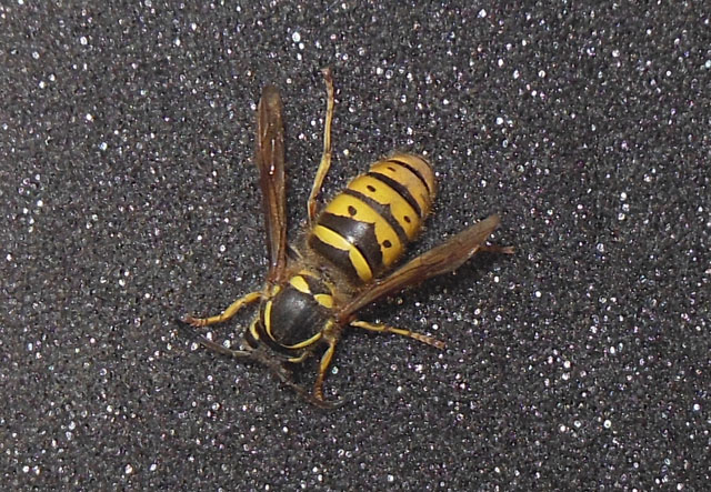 Königin der Gemeinen Wespe von oben