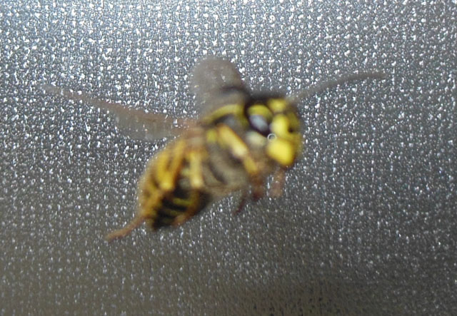 Königin der Gemeinen Wespe von vorn