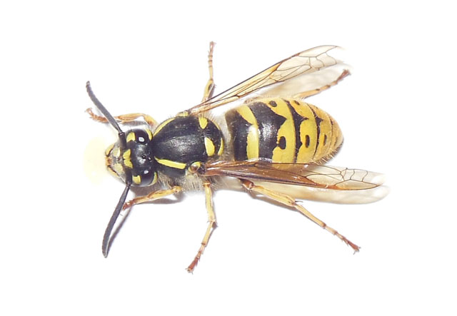 Königin der Gemeinen Wespe von vorn