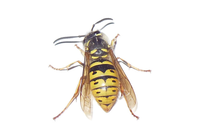 Königin der Gemeinen Wespe von vorn