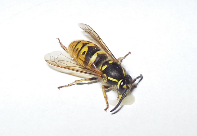 Königin der Gemeinen Wespe von vorn