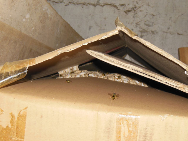 Nest der Gemeinen Wespe in Kartonschachtel