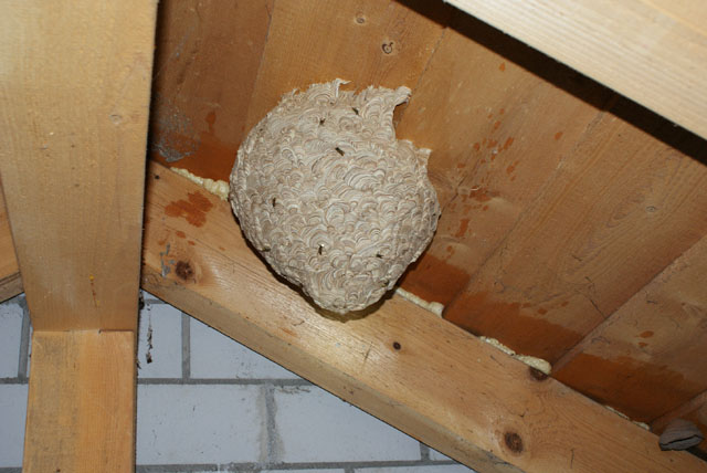 Nest der Gemeinen Wespe in Estrich
