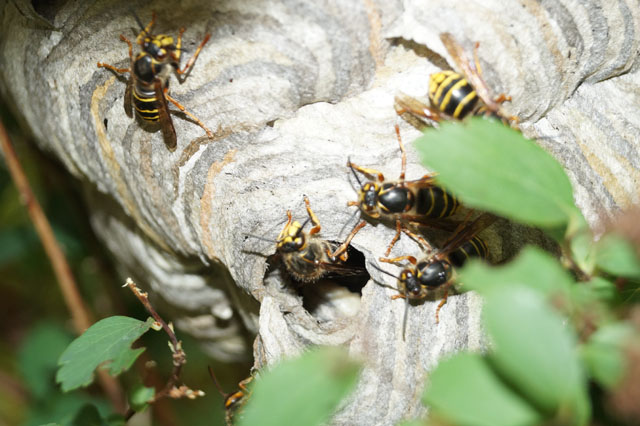 Arbeiterinnen der Mittleren Wespe auf Nesthlle