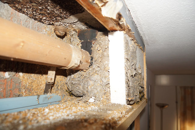 Nest der Deutschen Wespe in Rollladenkasten