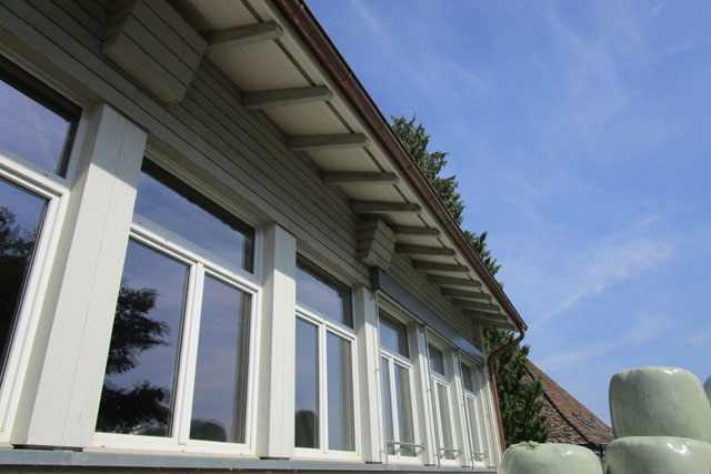 Deutsche Wespe in Gebudehlle