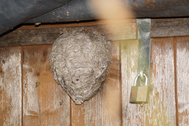 Schsische Wespe unter Abdeckblache